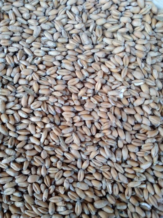 Pszenica ozima Hondia i Wilejka zbiór 2025r.