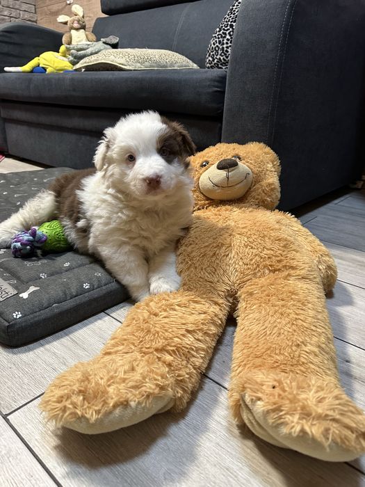 Border collie unikatowy piesek