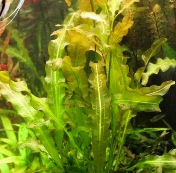 Акваріумні рослини (Німфея карликова або німфея Сантарем)