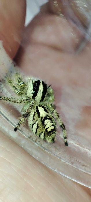 Skakun parki sub/adult Hyllus diardi