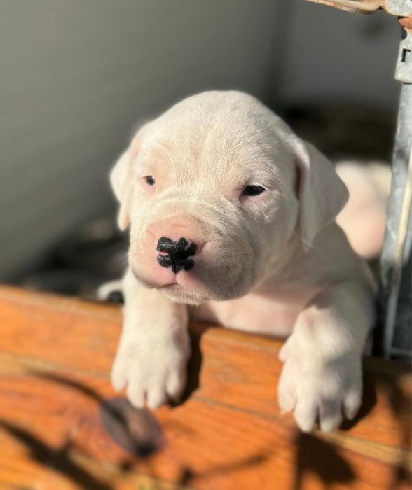 Dogo Argentino disponivel