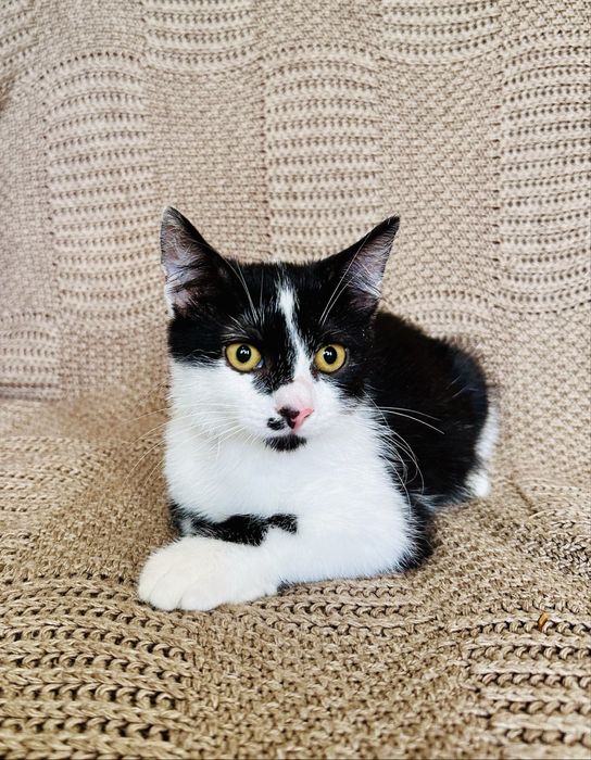Котенок девочка 3 месяца