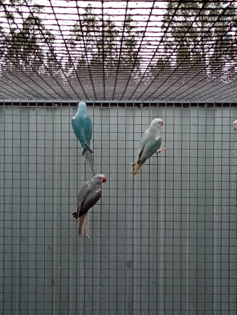 Ringnecks malhados, CC e opalina