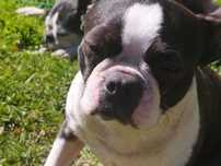 Zaginęła suczka Boston Terrier