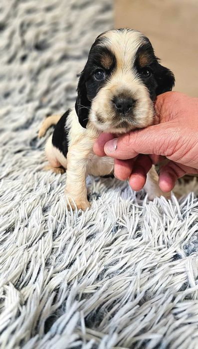 Cocker Spaniel Angielski - Piesek Blue Roan Tan, szczeniak