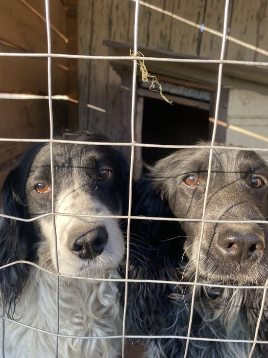 Продам цуценят руского спанієля