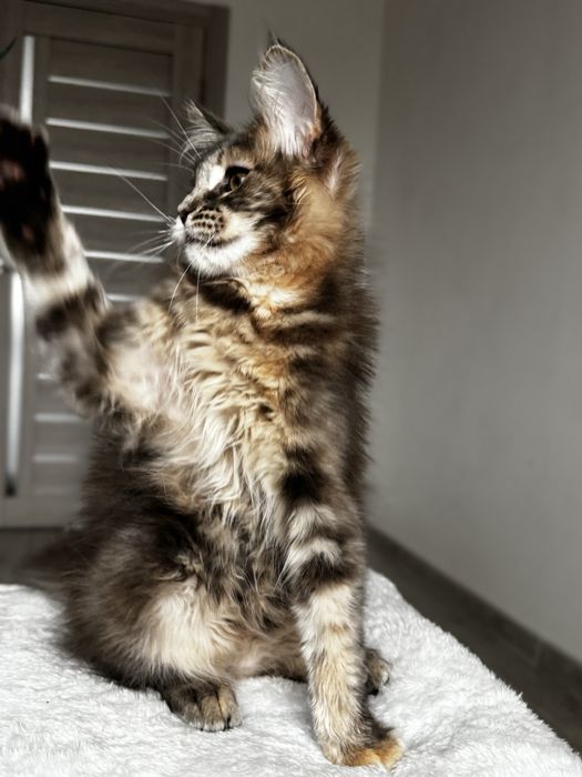 Мейн кун Chloe. Розплідник