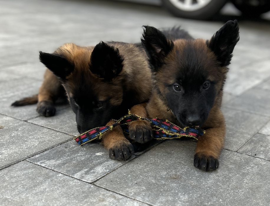 Owczarek belgijski Malinois