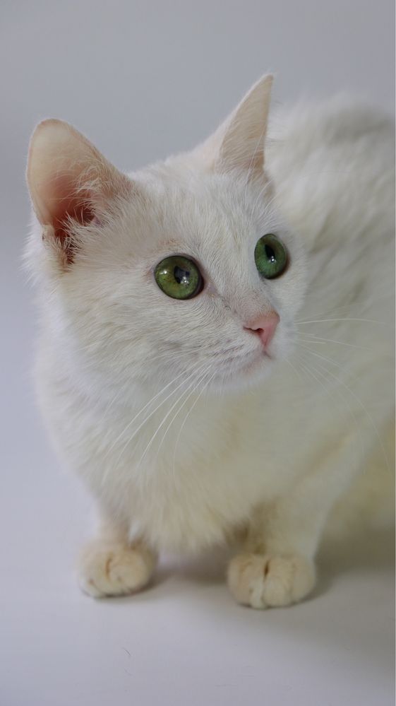 Котеня, котенята, котики, киця, кошка, котята, котик