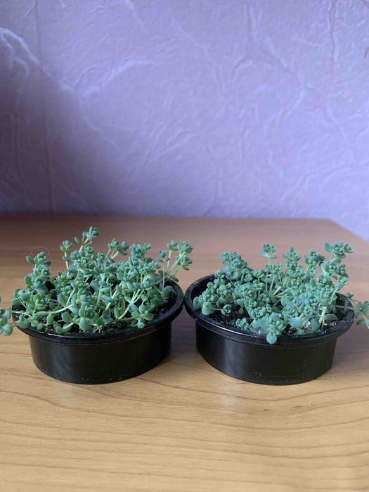 Седум сукулент травичка