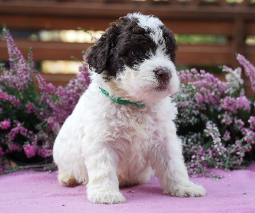 Lagotto Romagnolo-piękny  biało-brązowy piesek ZKwP/FCI