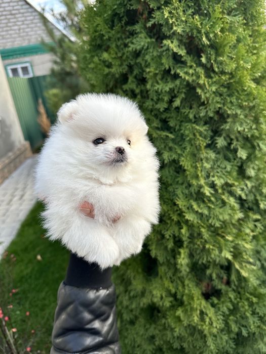 Шпиц померанский девочка