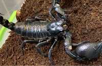 безопасный большой  черный Скорпион Пэтерси средние  и крупные особи