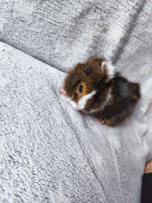 Świnki morskie rozetki/mieszane