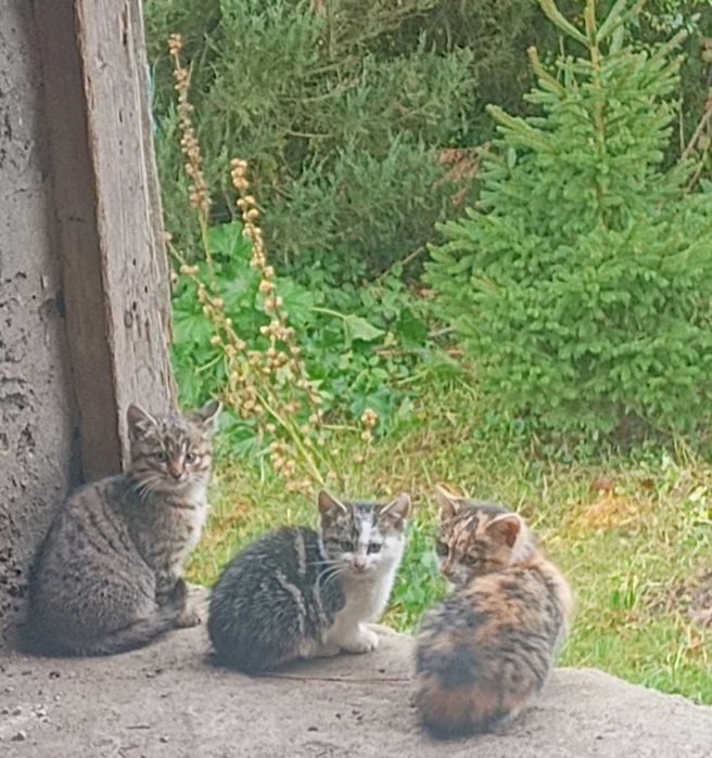 Oddam kotki za darmo