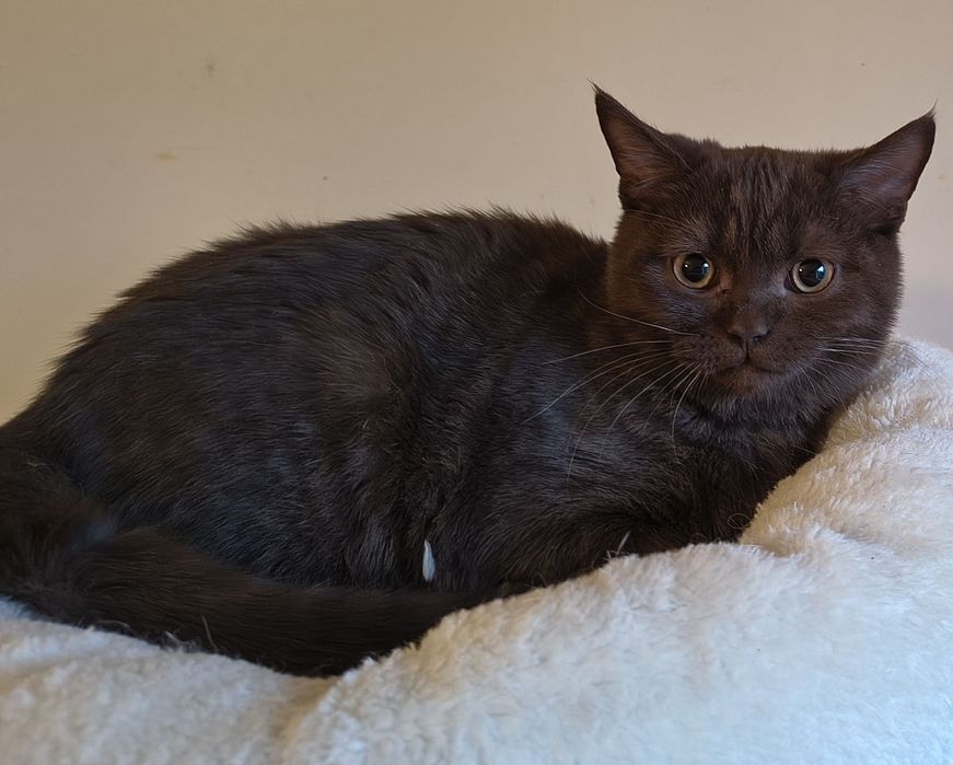 Cudowny kocurek brytyjski czekoladowy - rodowód FPL/FIFE