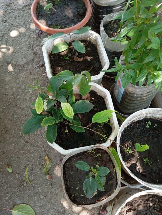 Актінідія  кущ .