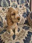 Cocker Spaniel o rzadkim kolorze