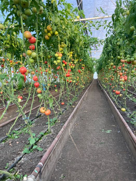 Теплиці , парники в оренду