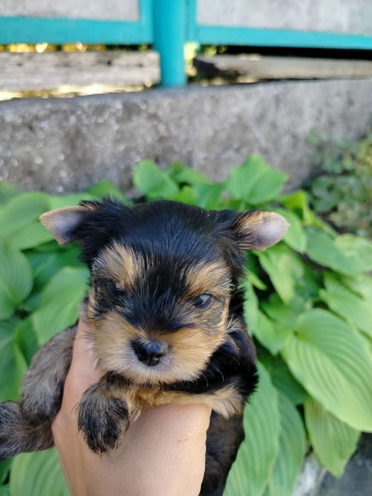 Милейшая мордашка