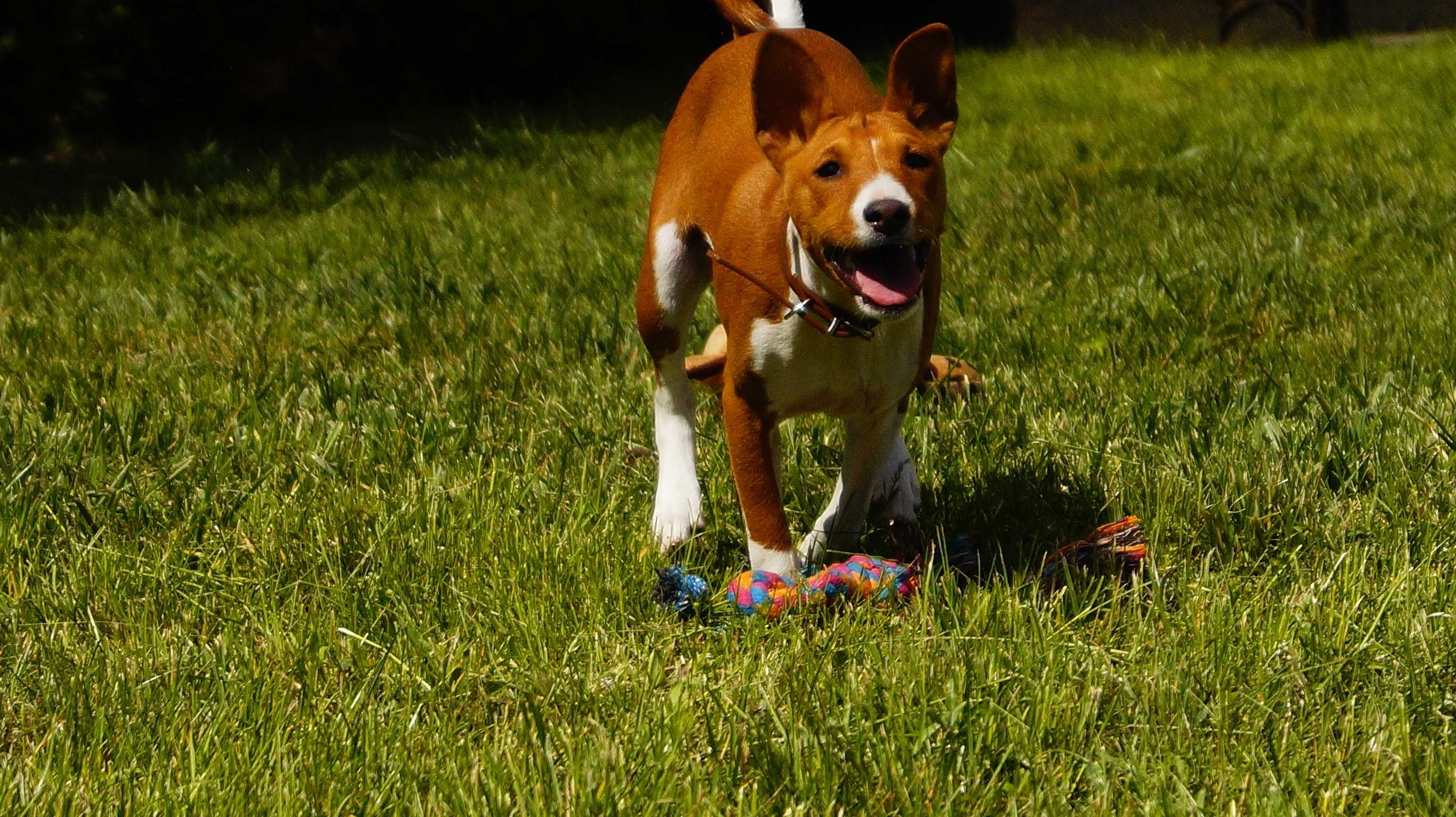 SAWA-Rudo-Biała suczka do odbioru, Basenji ZKwP/FCI
