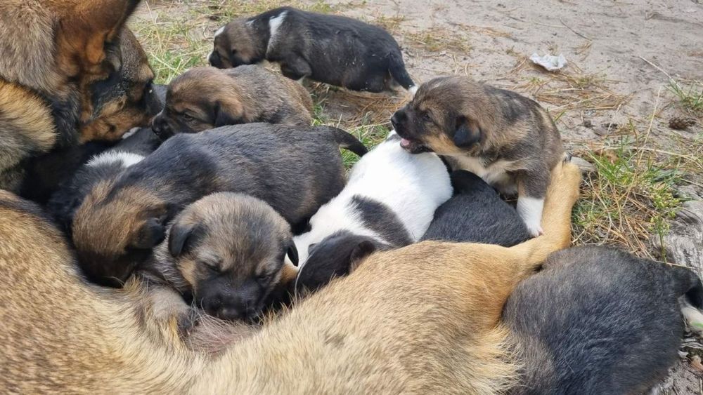 Цуценята шукають сім'ю
