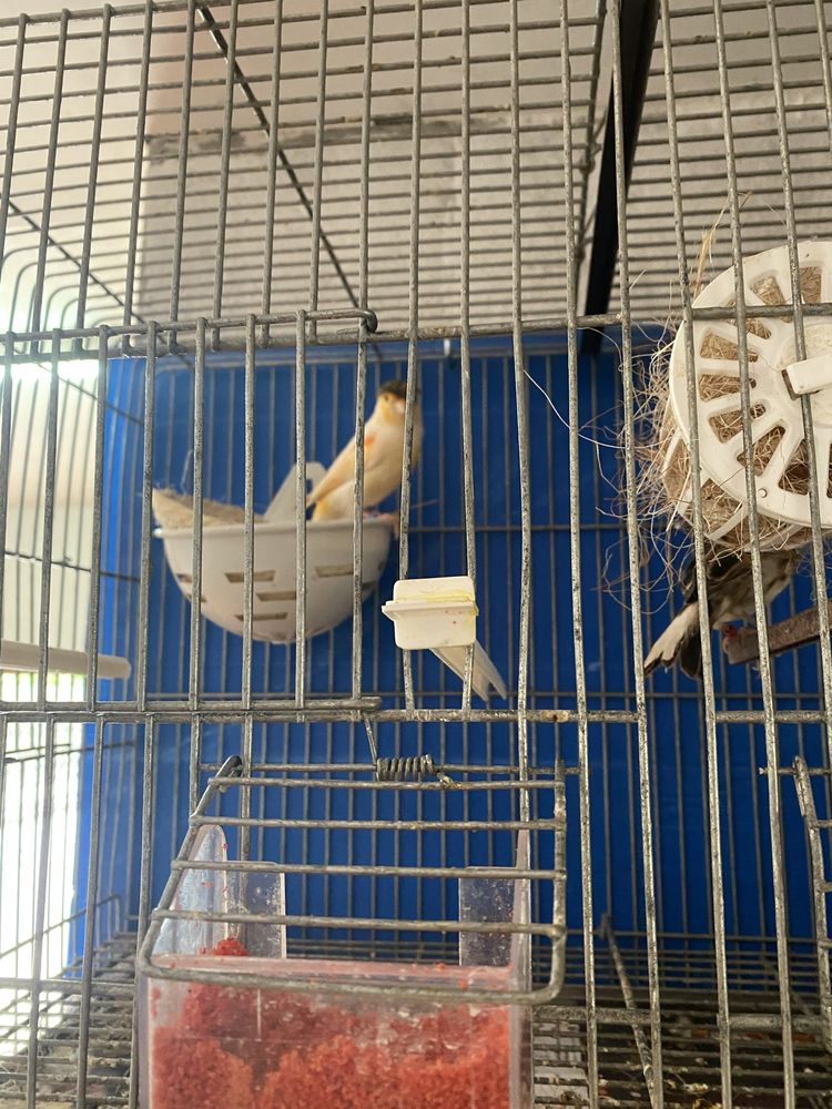 LER DESCRIÇÃO! vendo canarios! e gaiolas, dispenso tudo !