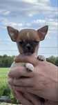 Chihuahua krotkowlosa chlopczyk ZKwP FCI