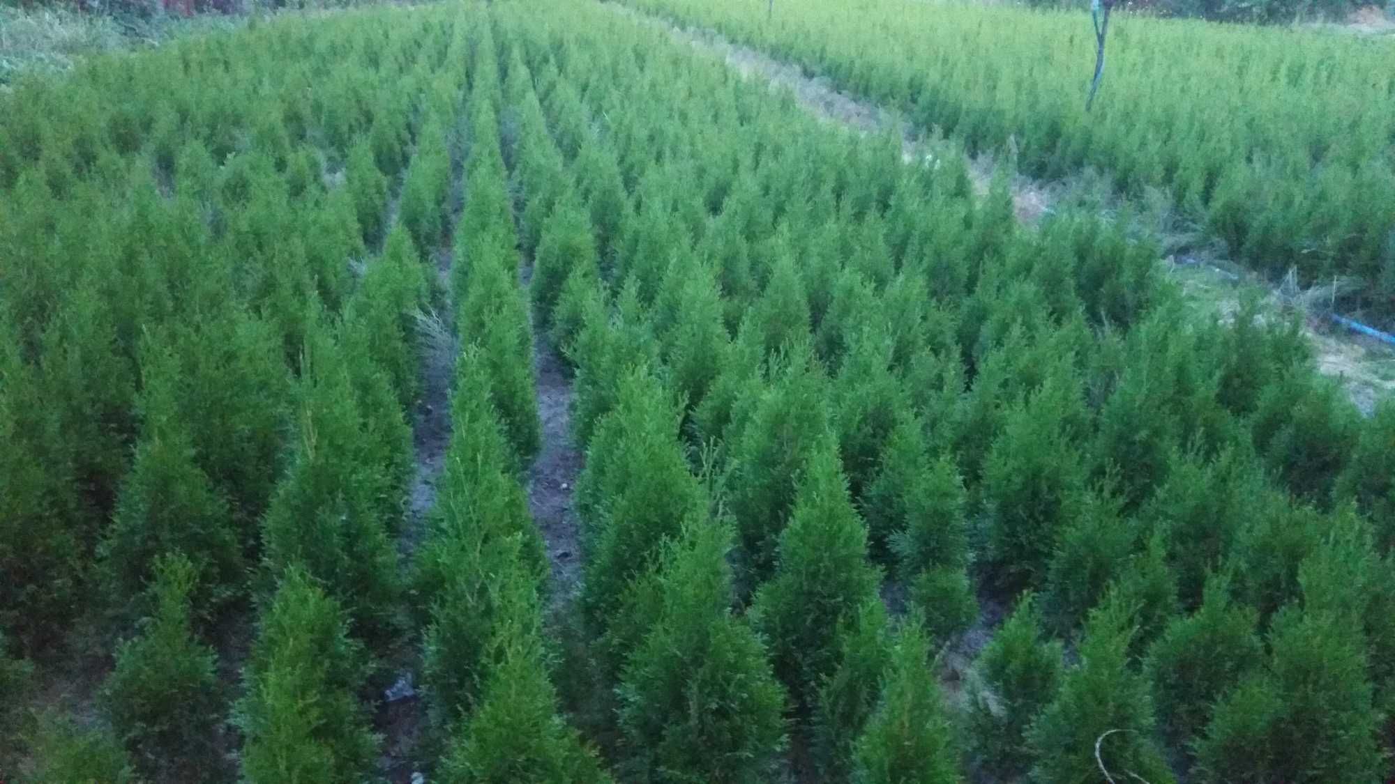 thuja, tuja szmaragd 110cm