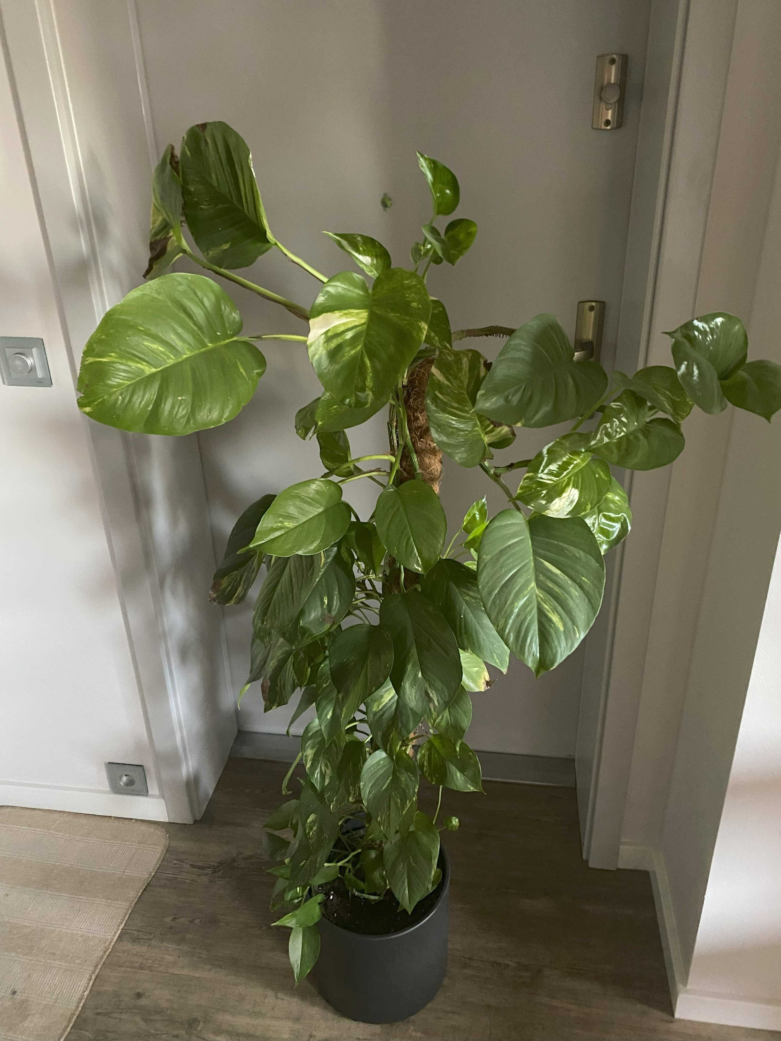 Roślina Doniczkowa Epipremnum Pinnatum Aureum na paliku 150 cm