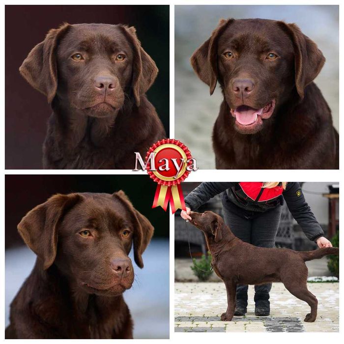 Щенки лабрадора ретривера, цуценята лабрадора ретрівера от профи.