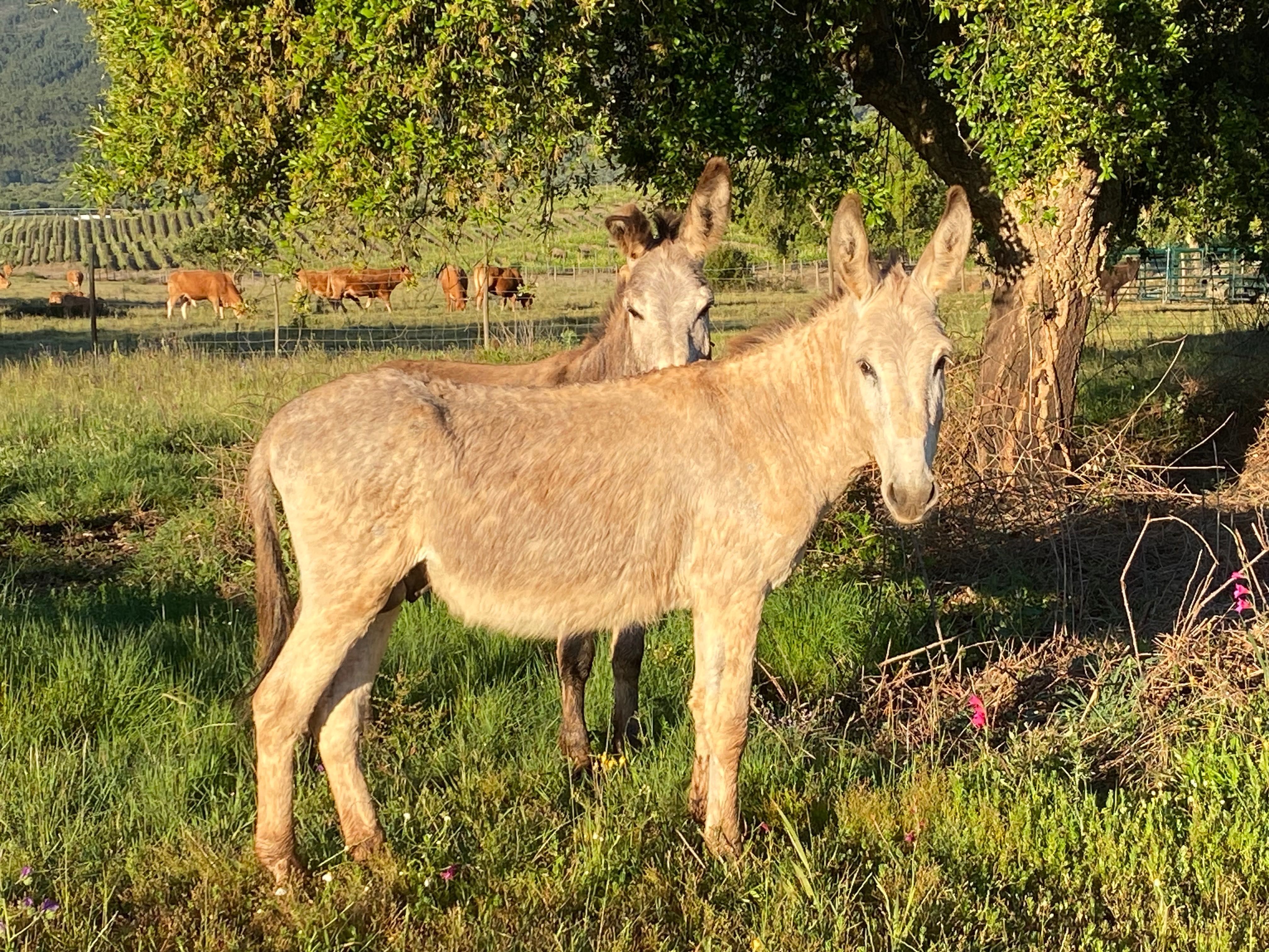 Vendo burros e burras: castanhos, brancos e cinzas