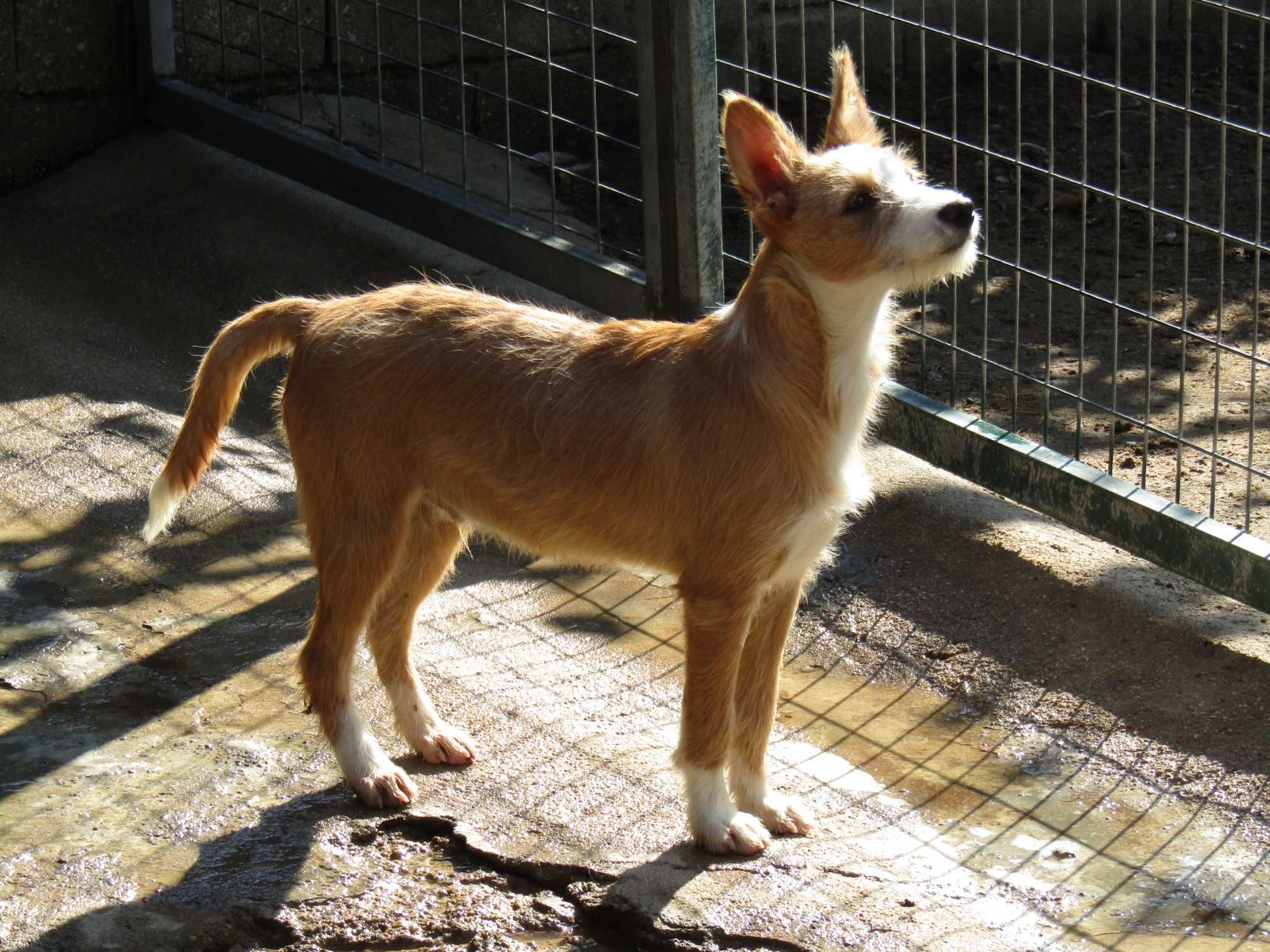 Podengo Português Médio cerdoso com LOP/Pedigree.