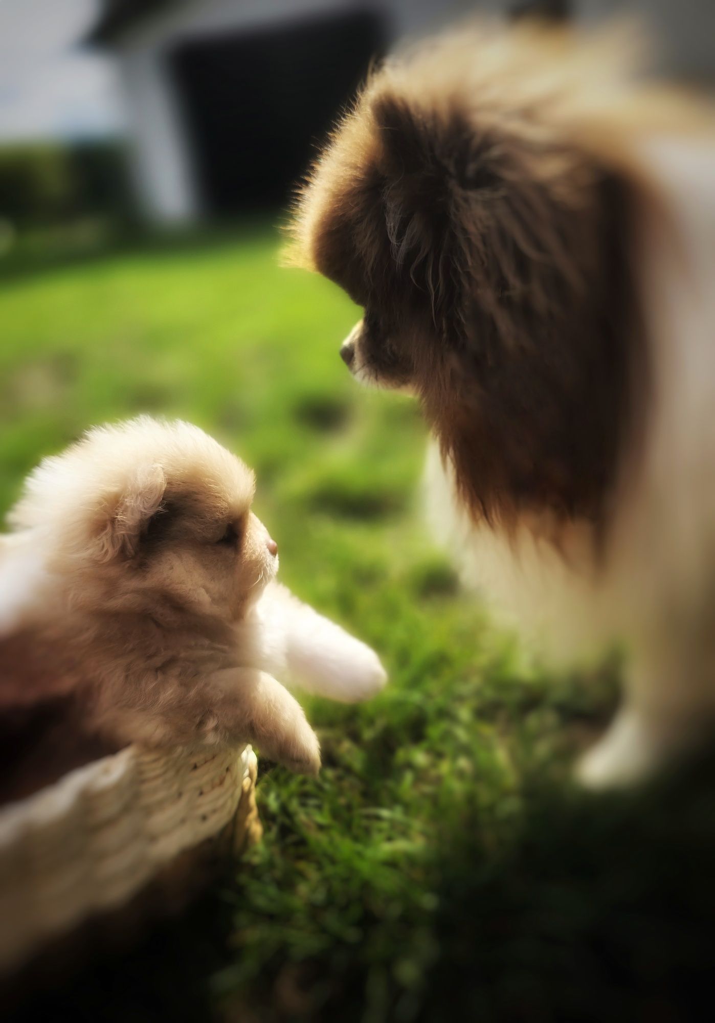 Szpic miniaturowy pomeranian suczka Beza