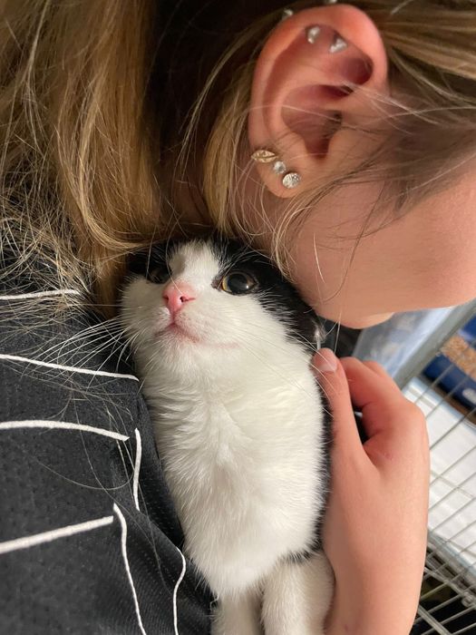 Kocie dzieciaki bardzo proszą o domy- razem lub osobno