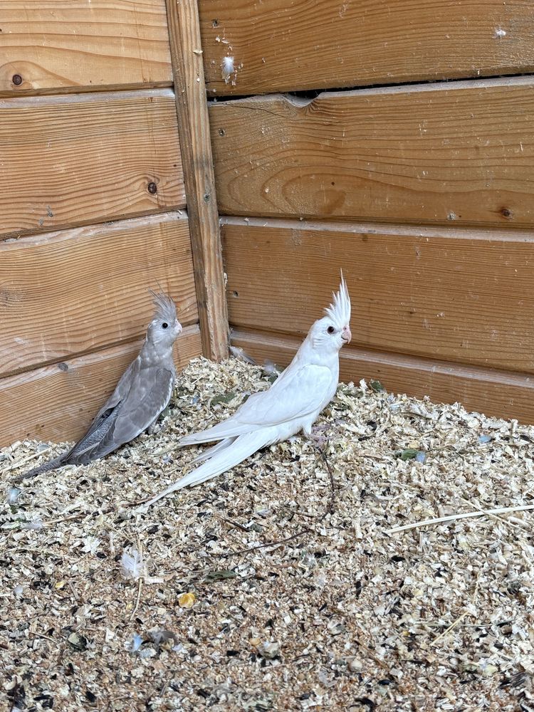 Papugi nimfy białe,białogłowe, albino