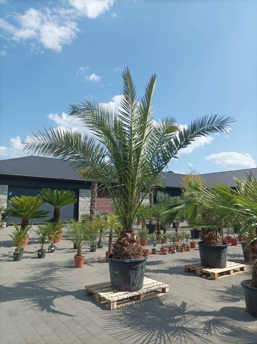 Daktylowiec, Phoenix Canariensis