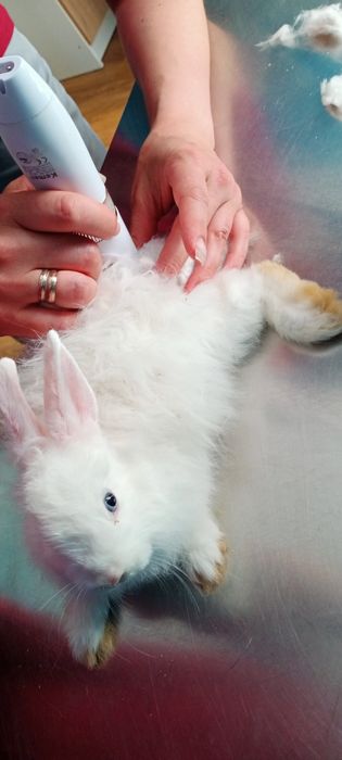 Білий ангорський декоративний кролик