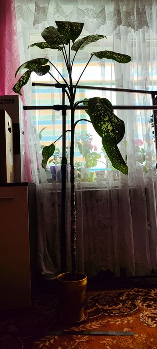 Дифенбахія - доросла