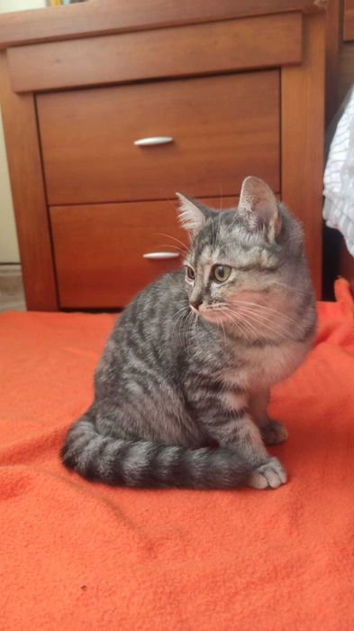 Gata bebé para adoção consciente