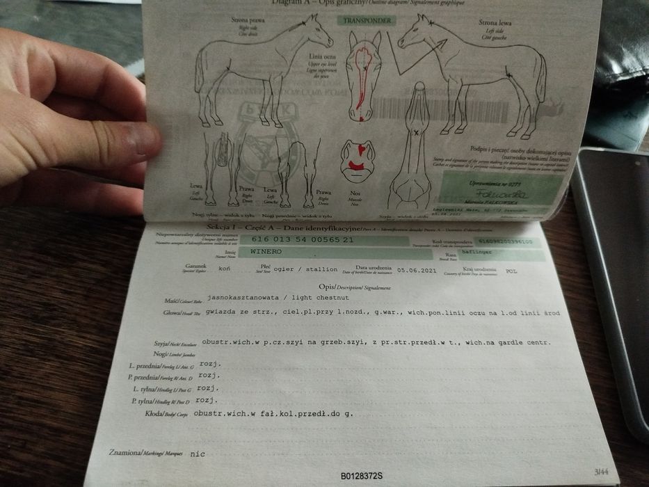 Ogier haflinger z licencją