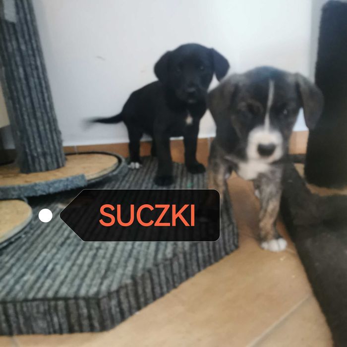 Pokochaj go!  Szukają domu.