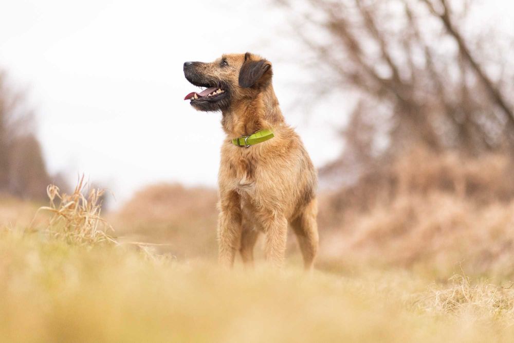 Bono – mądry szorściak w typie border terrier szuka domu!
