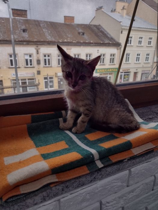 Mysza szuka schronienia < 3