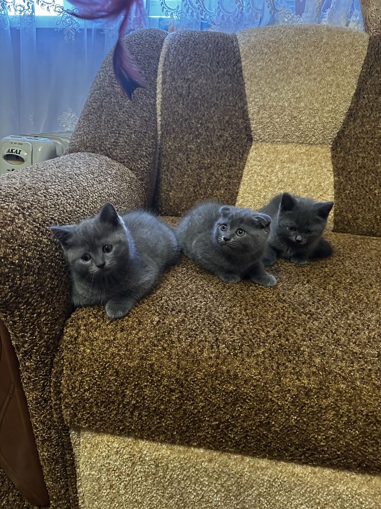 Котики#Шотландці
