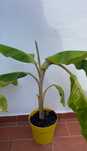 Bananeira Blue Java