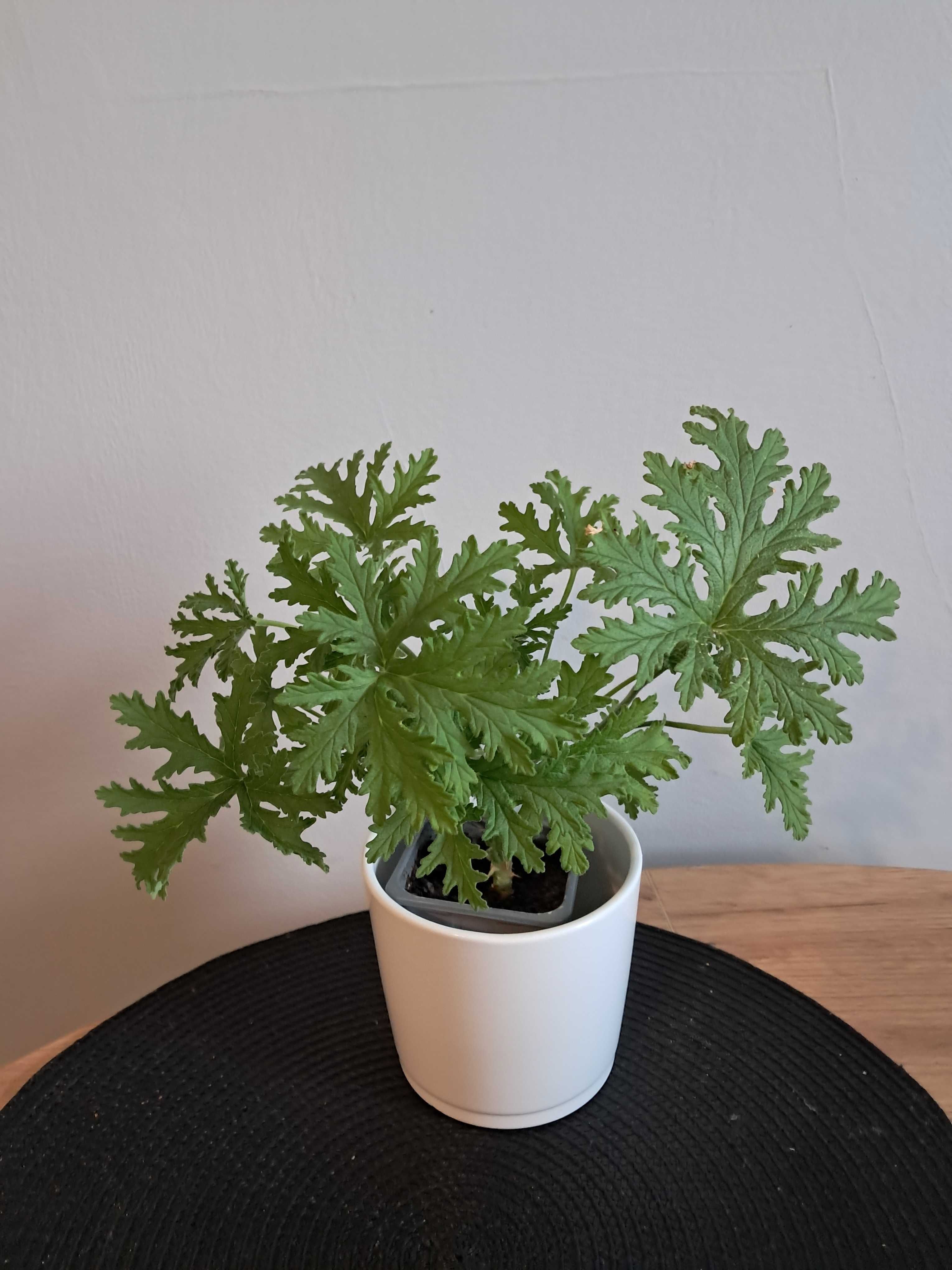 Geranium anginka