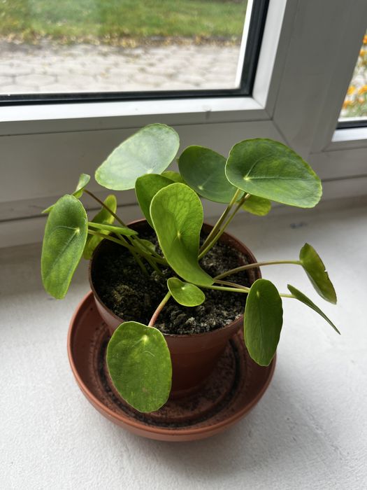 Pilea peperomioides - Pieniążek