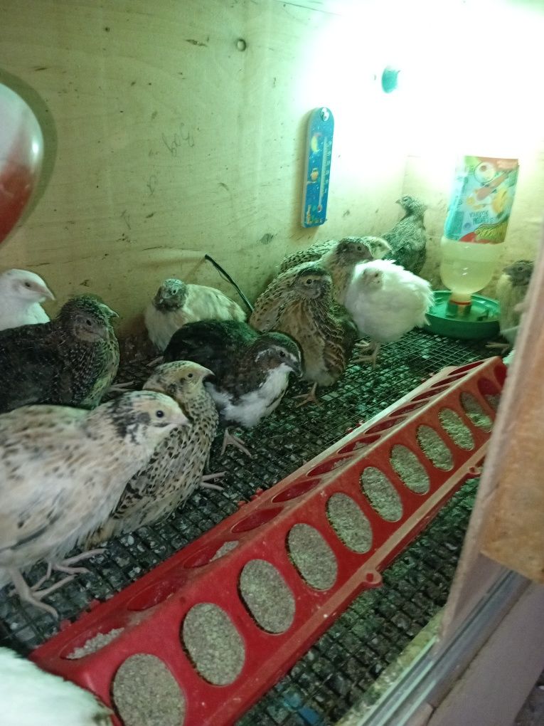 Брудер для циплят