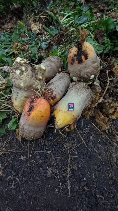 Продам кормовий буряк